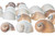 Hermit Crab Shells | Turbo Shells | 24 Assorted Natica Shells 3/4"- 1.5" | Hermit Crab House for Décor