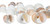 Hermit Crab Shells | Turbo Shells | 24 Assorted Natica Shells 3/4"- 1.5" | Hermit Crab House for Décor