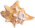 Conch Shell Horn side view