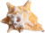 Conch Shell Horn front view