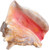 Conch Shell Horn opening view