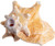 Conch Shell Horn front view 2
