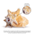 Conch Shell Horn 1 Conch Shell Horn Seashell 6-7" for Home and Decor