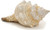 Striped Fox Conch Seashell