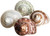 4 Assorted Turbo Shells front view 