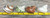 4 Assorted Turbo Shells top view with measurements 