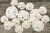 Imperfect sand dollar's top view 