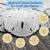 Sand Dollar | Real Sand Dollars 3"-3 1/2" (Set of 10) | Sand Dollar Shells