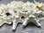 24 white Knobby Starfish front view zoomed 