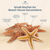 Starfish 6 Brown Sugar Starfish 2"-3" for Crafts and Decor
