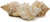 striped Fox Seashell front view 1
