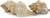 striped Fox Seashell front view 2