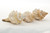 striped Fox Seashell side view 2