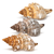 Striped Fox Seashell 3 Striped Fox Conch Seashells 4-5" 3 piece Set for Display or Decor