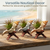 Striped Fox Seashell 3 Striped Fox Conch Seashells 4-5" 3 piece Set for Display or Decor