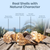 Striped Fox Seashell 3 Striped Fox Conch Seashells 4-5" 3 piece Set for Display or Decor