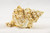 Frog Shell Seashell 1 Frog Shell Seashells 9" Large Seashell for Display or Decor 