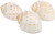 3 Spotted Tonna Shells back view 