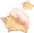 1 Large Bahama Conch Seashell front and back view
