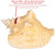 Large Bahama Conch Seashell with measurements