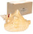 Large Bahama Conch Seashell displayed next to box