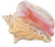 Large Bahama Conch Seashell Lip Opening view 