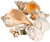 Imperfect Seashell Mix 1