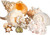 Imperfect Seashell Mix 4