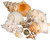 Imperfect Seashell Mix 5