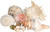 Imperfect Seashell Mix 6