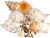 Imperfect Seashell Mix 7