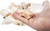 Seashell Place card Holder displayed in hand 