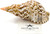 Triton Seashell Large side view displayed next to card