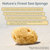 Hermit Crab Sea Sponges 4 Natural Sea Sponges 1.5" - 2" for Hermit Crab Habitats 