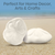 Sea Biscuits 2 Large Real Sea Biscuits 3"- 4" Sand Sea Biscuits for Crafts and Decor 