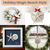 Nautical Crush Trading Real White Finger Starfish and Sand Dollar Collection | (3) 4"-6" Real White Finger Starfish and (3) 3" - 3 1/2" White Sand Dollars | Wedding Seashell Craft 2 Pack