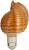 Shell Night Light | Real Tonna Cepa Sea Shell Night Light | Coastal Beach Home Decor | Plus Free Nautical eBook by Joseph Rains (Brown Tonna Shell)