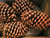 Winter Woods Cinnamon Scented Pinecones 12-14/Pkg, Large