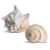 Conch Shell Decor - Seashell Decor - 4-5.5" Large Milk Conch and Whelk Sea Shell - Shells for Decoration - Large Seashells for Crafts - Magic Conch Shell Room Décor