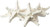 Real Knobby Starfish | 6 Real Knobby Starfish White 3" to 4" | Plus Free Nautical eBook by Joseph Rains