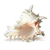 Conch Shell Decor - Seashell Decor - 4 3/4 - 5 7/8" Large Murex Ramosus Sea Shell - Shells for Decoration - Large Seashells for Crafts - Magic Conch