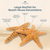 Nautical Crush Trading Real Starfish - 2 Large Brown Sugar Starfish (7-8in) - Starfish for Crafts - Star Fish Shells Decorations - Starfish Decor - Sea Star - Starfish Decorations - Starfish Shells
