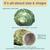 Hermit Crab Shells | Turbo Shells | Jade Green Turbo Shell 4"-4.5" | Hermit Crab House for Décor | Plus Free Nautical eBook by Joseph Rains