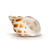 Hermit Crab Shells | Turbo Shells | 12 Babylonia Aerolata Turbo Shells 3/4"- 2" | Hermit Crab House for Décor | Plus Free Nautical eBook by Joseph Rains