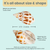 Hermit Crab Shells | Turbo Shells | 12 Babylonia Aerolata Turbo Shells 3/4"- 2" | Hermit Crab House for Décor | Plus Free Nautical eBook by Joseph Rains