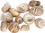 Hermit Crab Shells | Turbo Shells | 12 Natica Tigrina Turbo Shells 1/2"- 1.5" | Hermit Crab House for Décor | Plus Free Nautical eBook by Joseph Rains