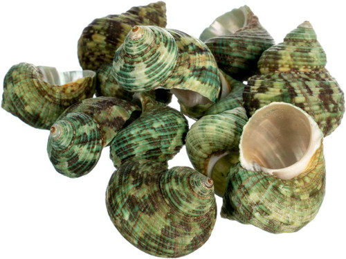 Hermit Crab Shells 12 Green Stenuous Turbo Shells Opening Size 0.5' - 1' Hermit  Crab House for Décor - Nautical Crush Trading