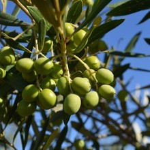 Ultra Premium Extra Virgin Olive Oil