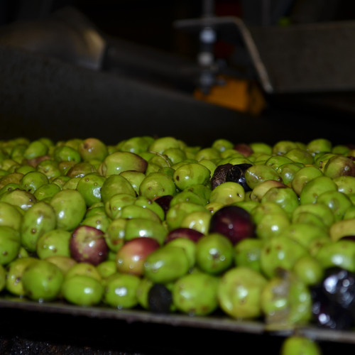 Our Portuguese Koroneiki is a limited production. It displays a creamy mouth feel with notes of unripe banana, green almond and pleasing pepper. Smoke Point 406F