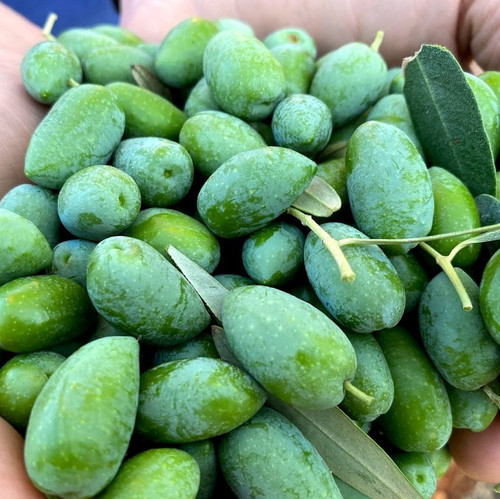 This Estate Reserve is an olive grove blend comprised of Arbosana and Koroneiki varieties. It is balanced and displays floral notes followed by banana with a creamy center and a pleasing pepper finish.  Smoke Point 397F